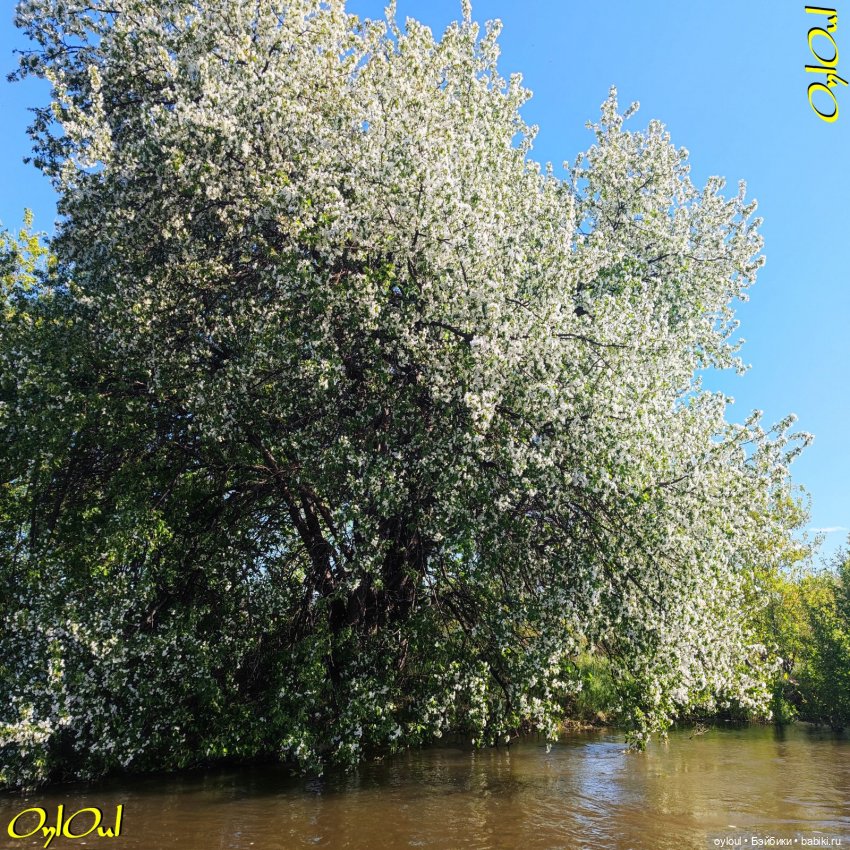 ˂57˃ Яблоня должна цвести (фото 6)