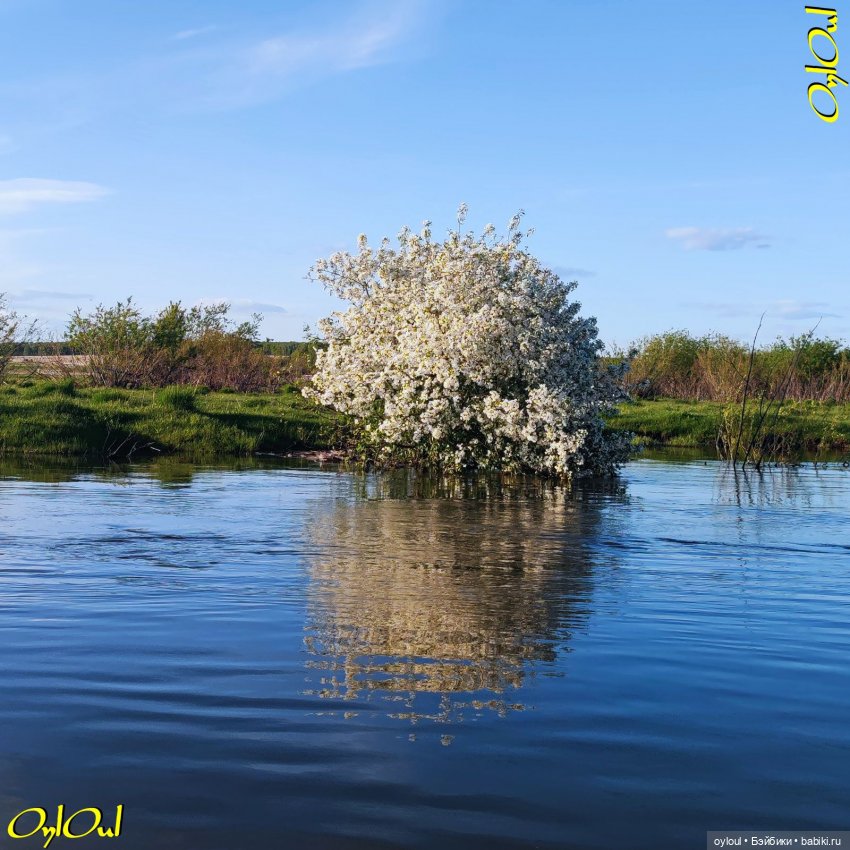 ˂57˃ Яблоня должна цвести