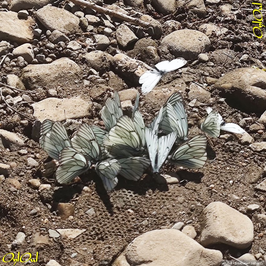 ˂60˃ По Юрюзани с Омаром — Кукольные фотоистории и сериалы: комиксы (фото 2)