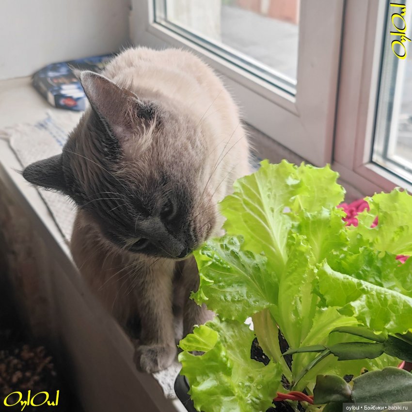 ˂67˃ Бирюзововое — Одежда и обувь для кукол своими руками: фото (фото 8)