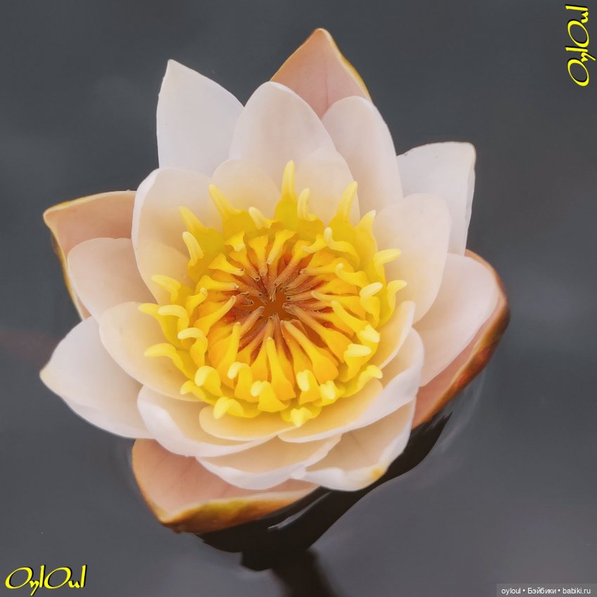 ˂84˃ Кувшинки! Продолжаем не рвать (фото 6)