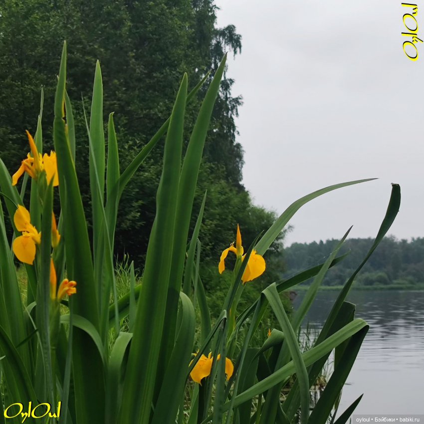 ˂79˃ Кото-плавание и кото-вибрации (фото 8)