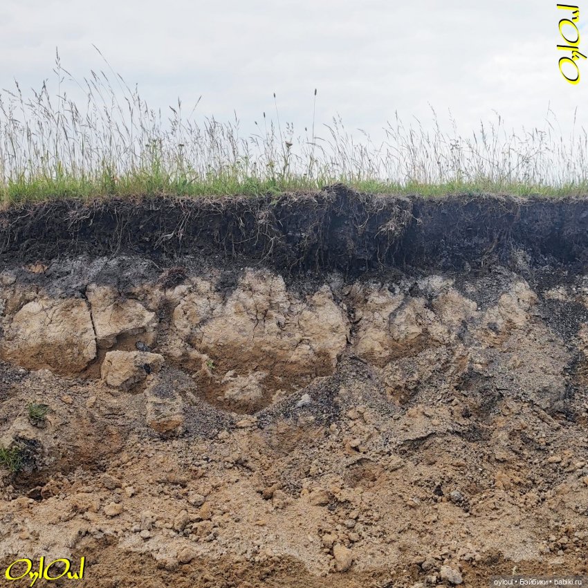 ˂83˃ Лебеди, почвы и листья