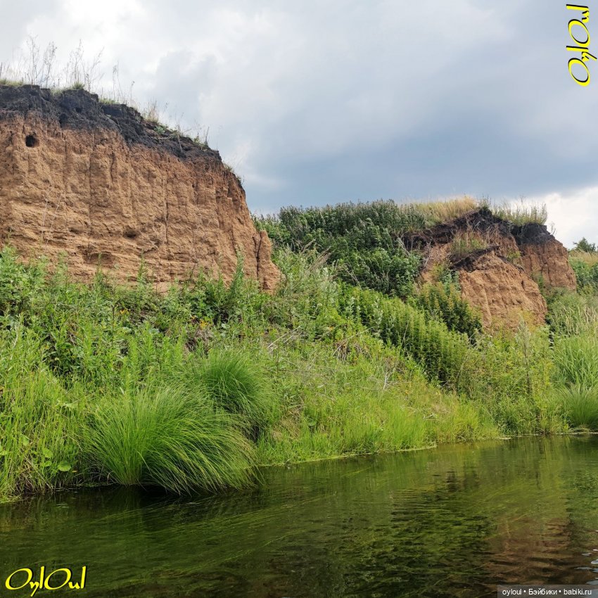 ˂83˃ Лебеди, почвы и листья (фото 8)