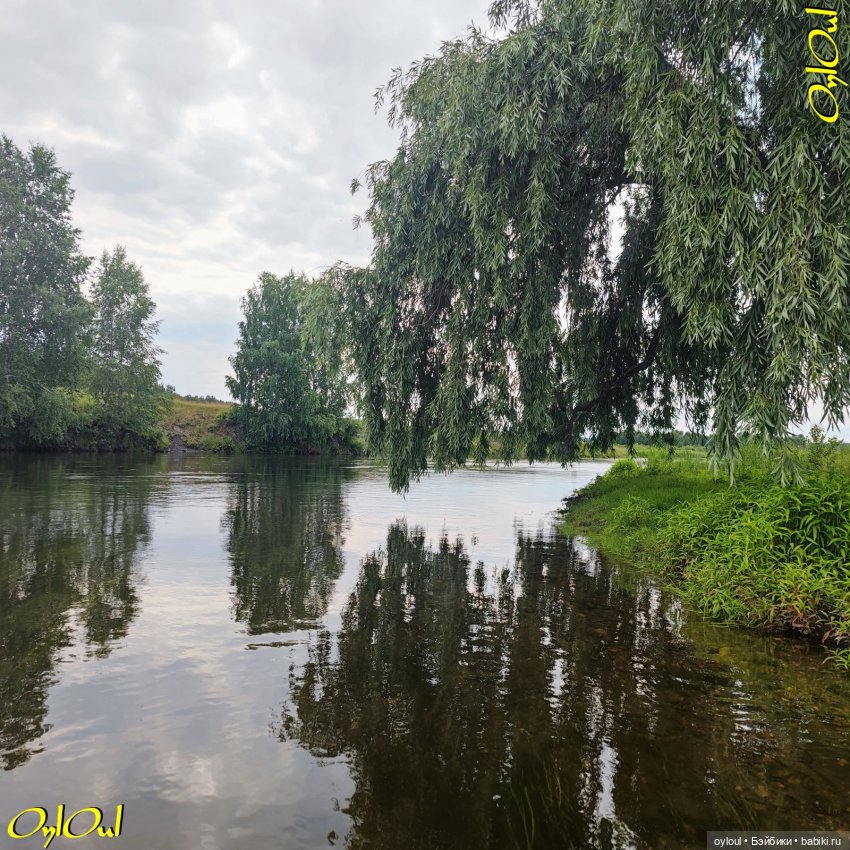 ˂83˃ Лебеди, почвы и листья