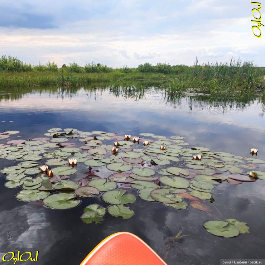 ˂84˃ Кувшинки! Продолжаем не рвать (фото 2)