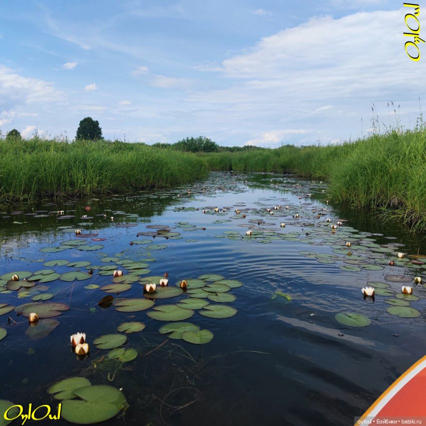 ˂84˃ Кувшинки! Продолжаем не рвать (фото 9)