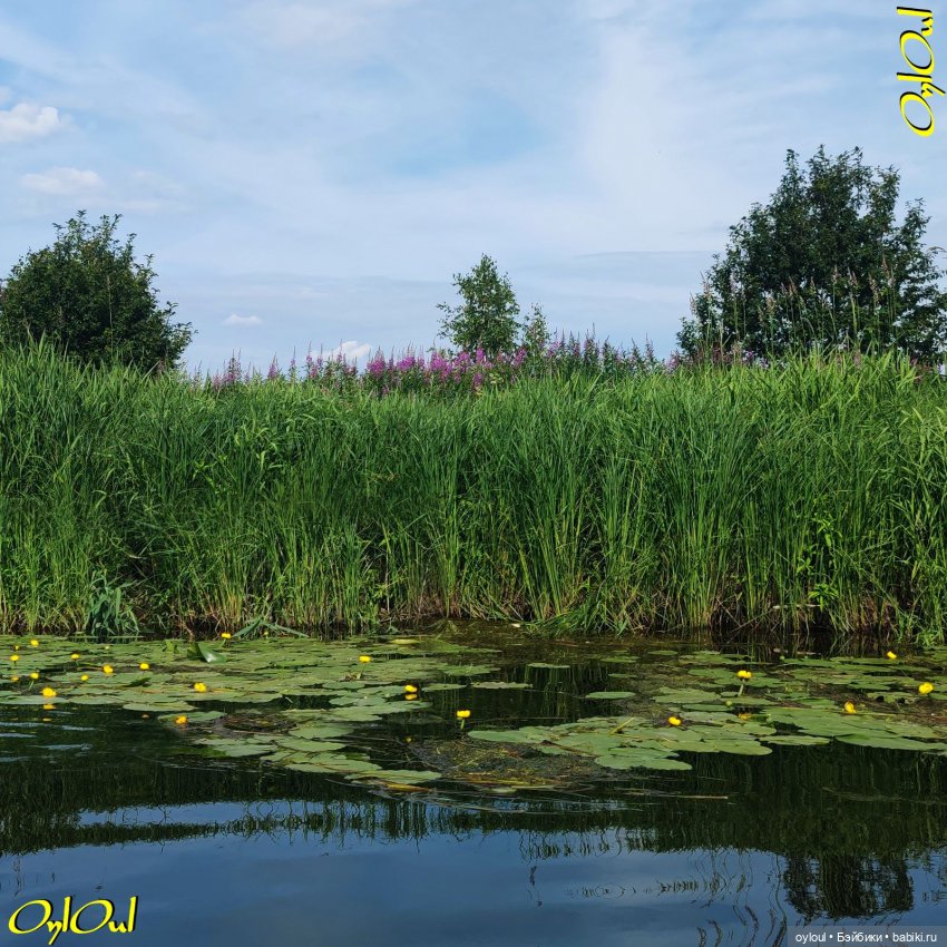 ˂84˃ Кувшинки! Продолжаем не рвать