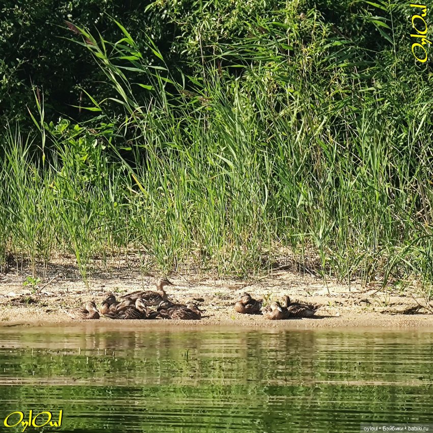 ˂88˃ Немного гидрофлористики