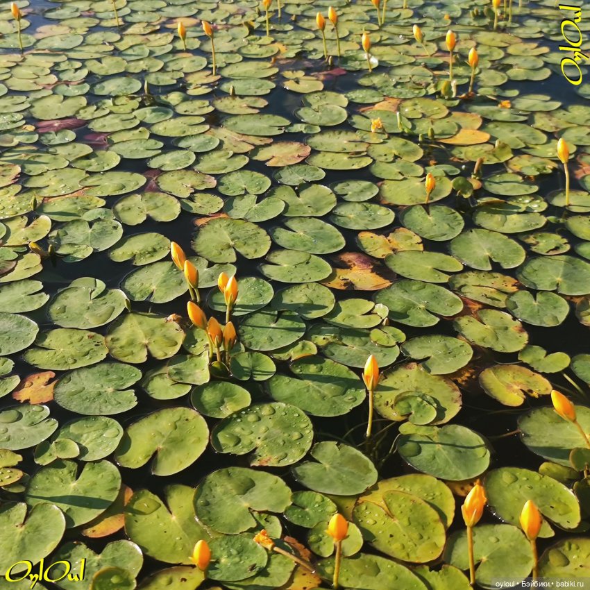 ˂88˃ Немного гидрофлористики (фото 3)