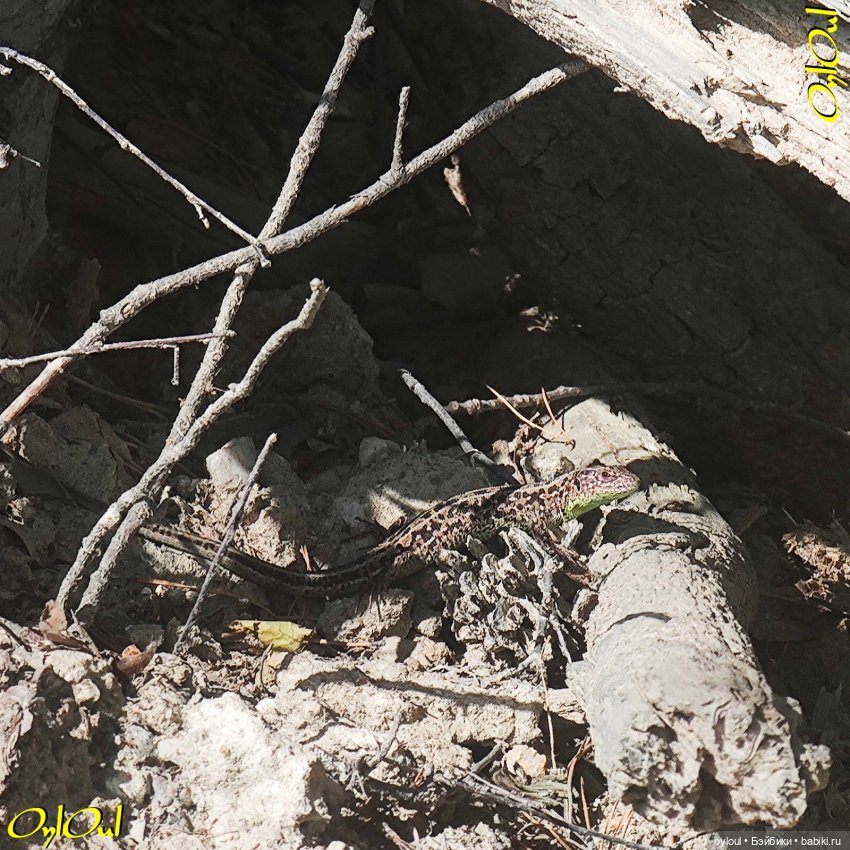 ˂90˃ Белая лошадка — Кукольные фотоистории и сериалы: комиксы (фото 4)