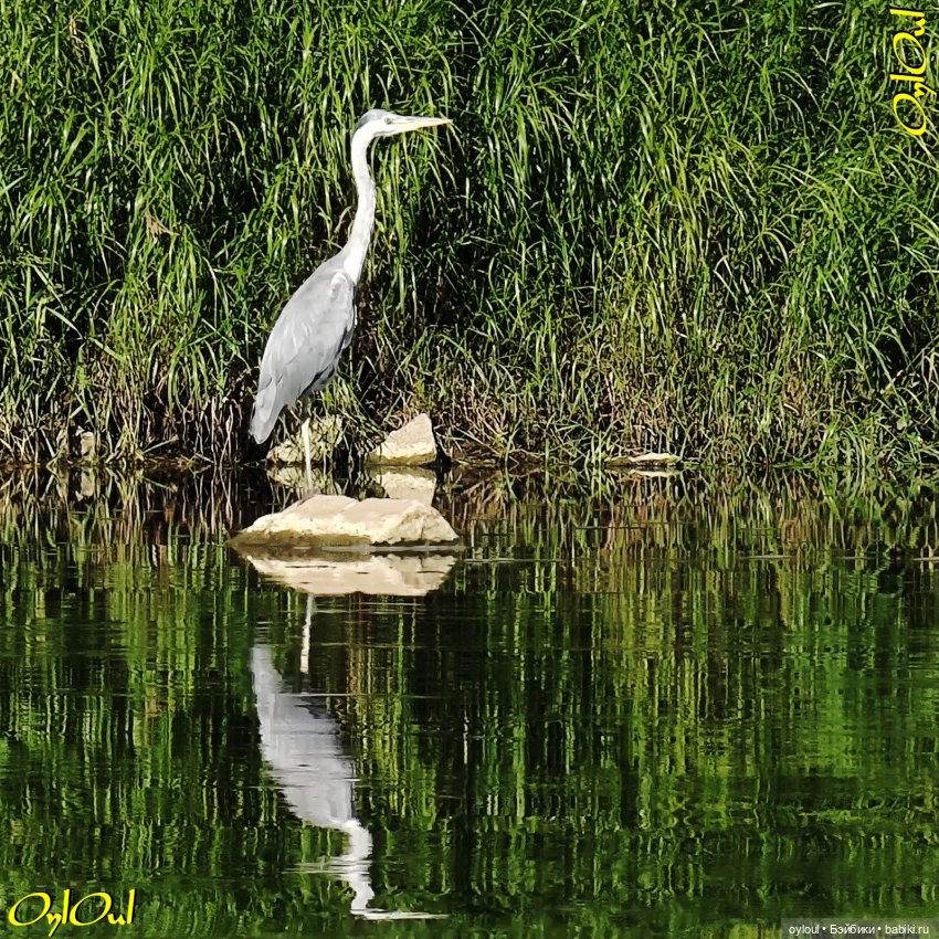 ˂97˃ Утропроходец — Кукольные фотоистории и сериалы: комиксы (фото 6)