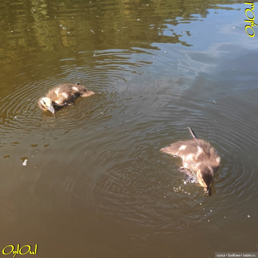 ˂98˃ Щедрая река — Кукольные фотоистории и сериалы: комиксы