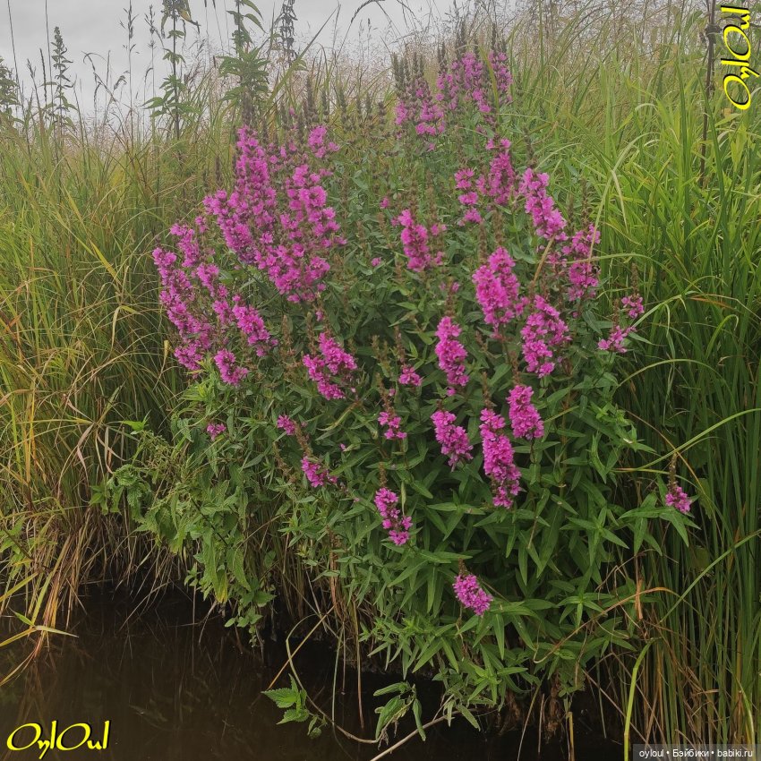 ˂101˃ ЦветоЧЕки и кишоЧЕки