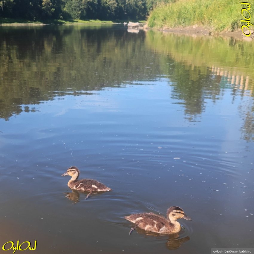 ˂98˃ Щедрая река — Кукольные фотоистории и сериалы: комиксы