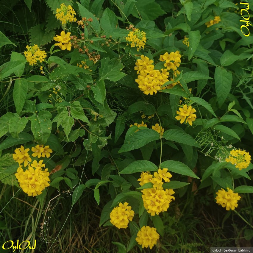 ˂101˃ ЦветоЧЕки и кишоЧЕки (фото 4)