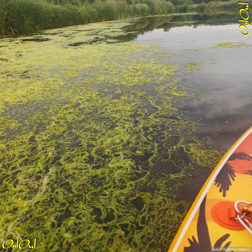 ˂101˃ ЦветоЧЕки и кишоЧЕки