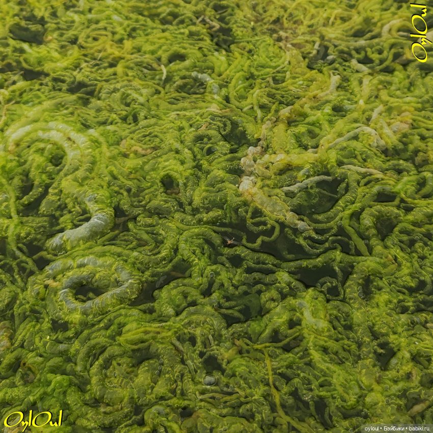 ˂101˃ ЦветоЧЕки и кишоЧЕки