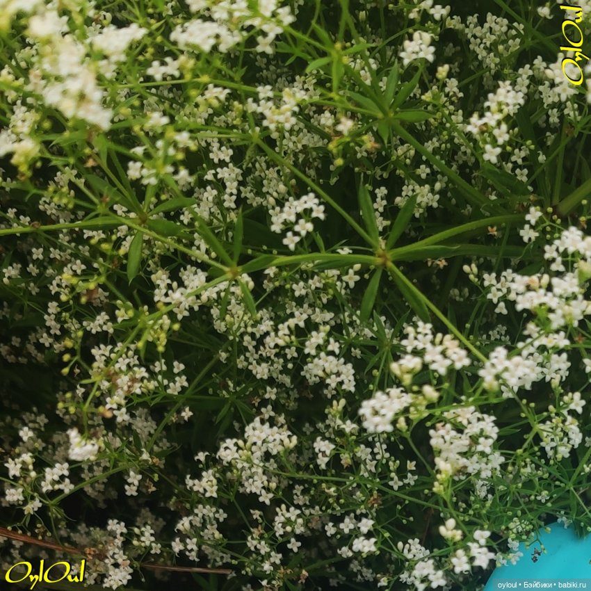 ˂101˃ ЦветоЧЕки и кишоЧЕки (фото 7)