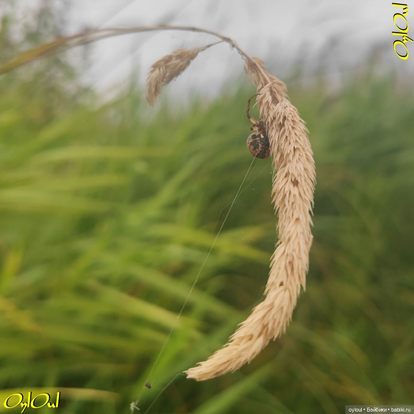 ˂101˃ ЦветоЧЕки и кишоЧЕки (фото 9)