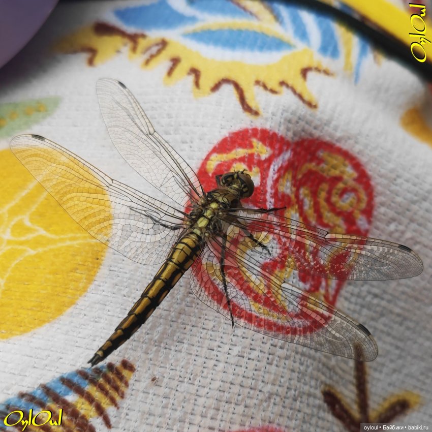 ˂104˃ Кшисе-искушение — Кукольные фотоистории и сериалы: комиксы (фото 2)