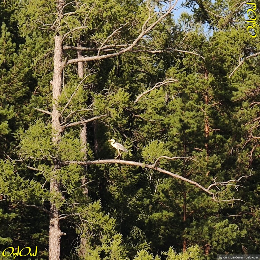 ˂108˃ Нязище — Кукольные фотоистории и сериалы: комиксы