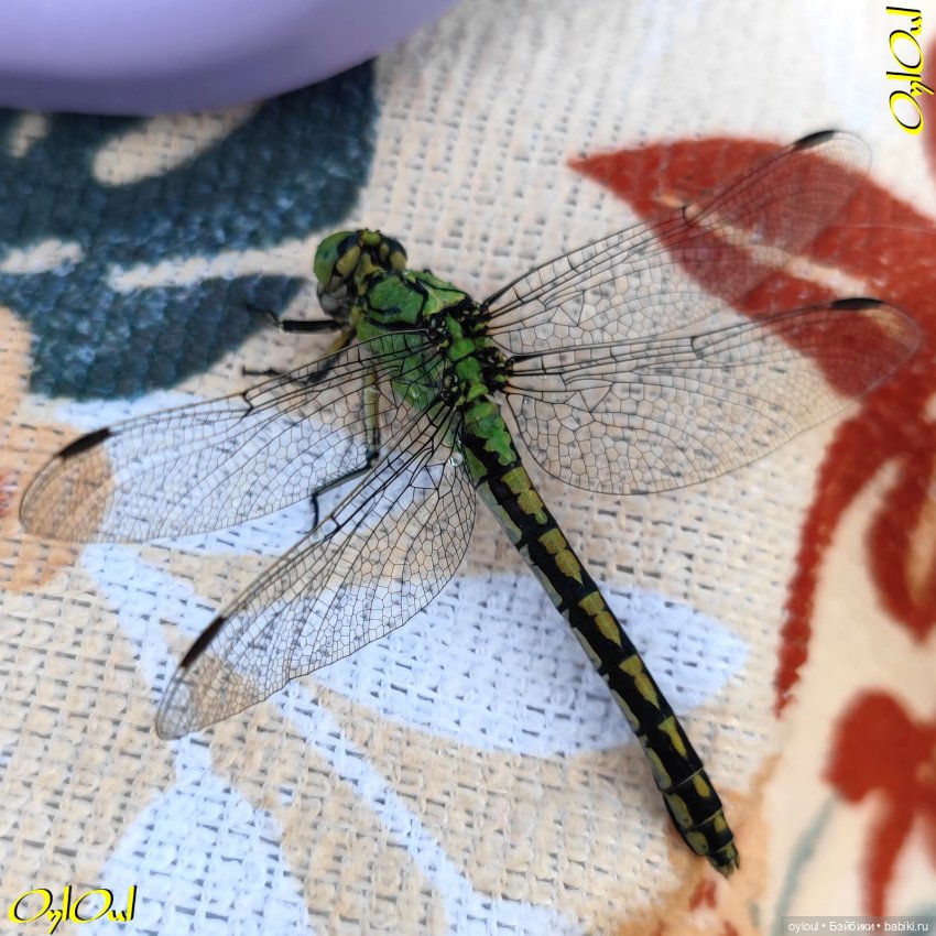 ˂113˃ Туда-сюда по Куказару (фото 10)