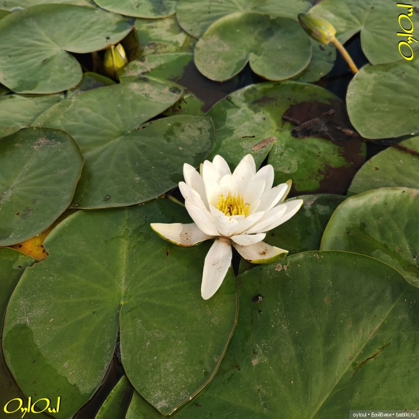 ˂120˃ УдивиЧЕльнейший Урал