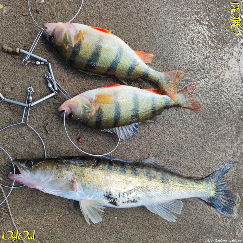 ˂122˃ Щщще — Кукольные фотоистории и сериалы: комиксы