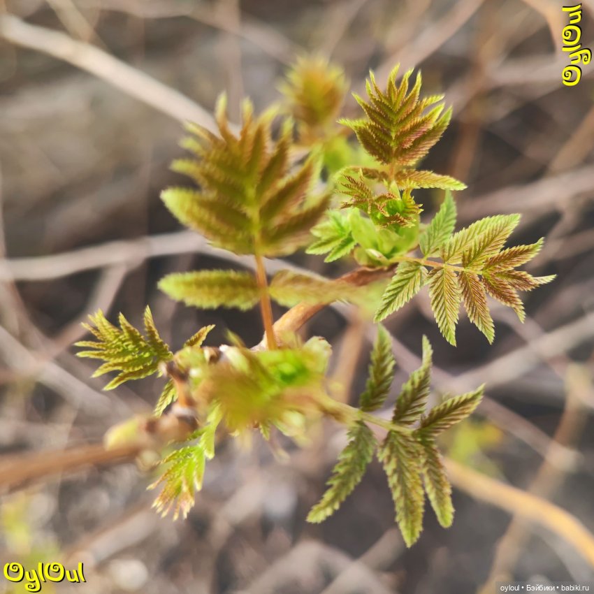 ⌠ 33 ⌡ Обходим владенья свои (фото 5)