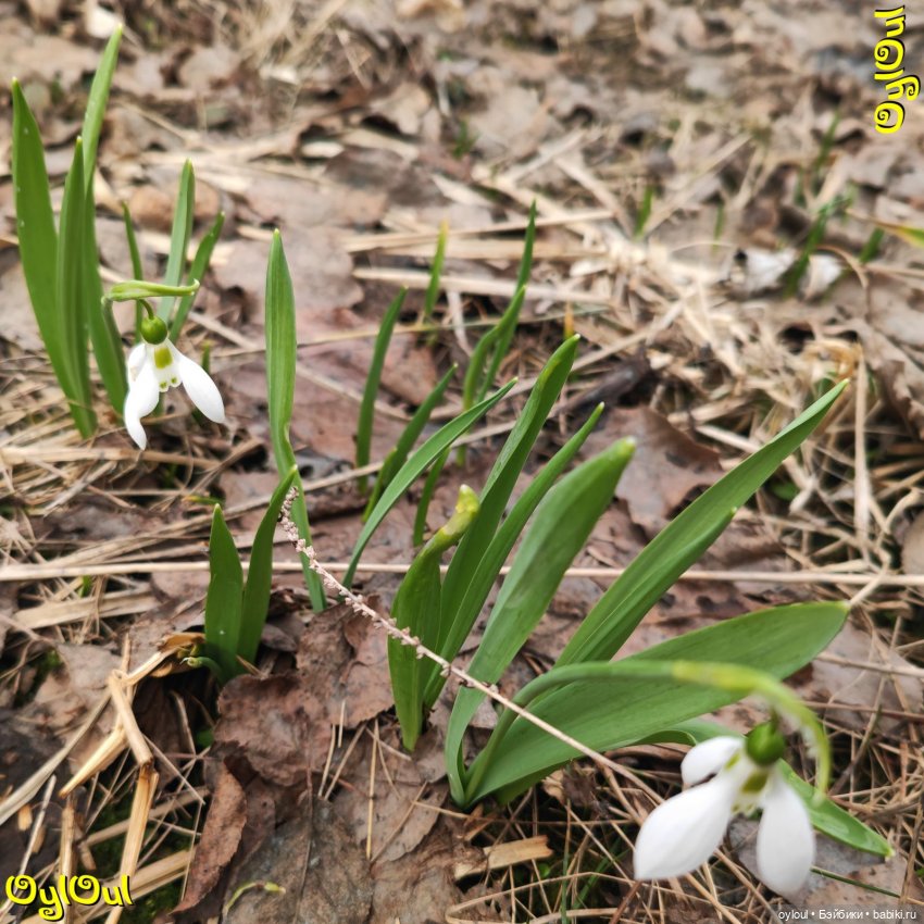 ⌠ 33 ⌡ Обходим владенья свои