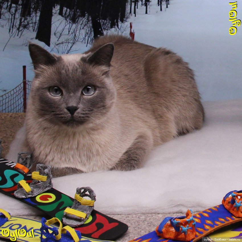 ⌠ 30 ⌡ Сноуборды из текстолита | Бэйбики ⌠ 30 ⌡ Сноуборды из текстолита