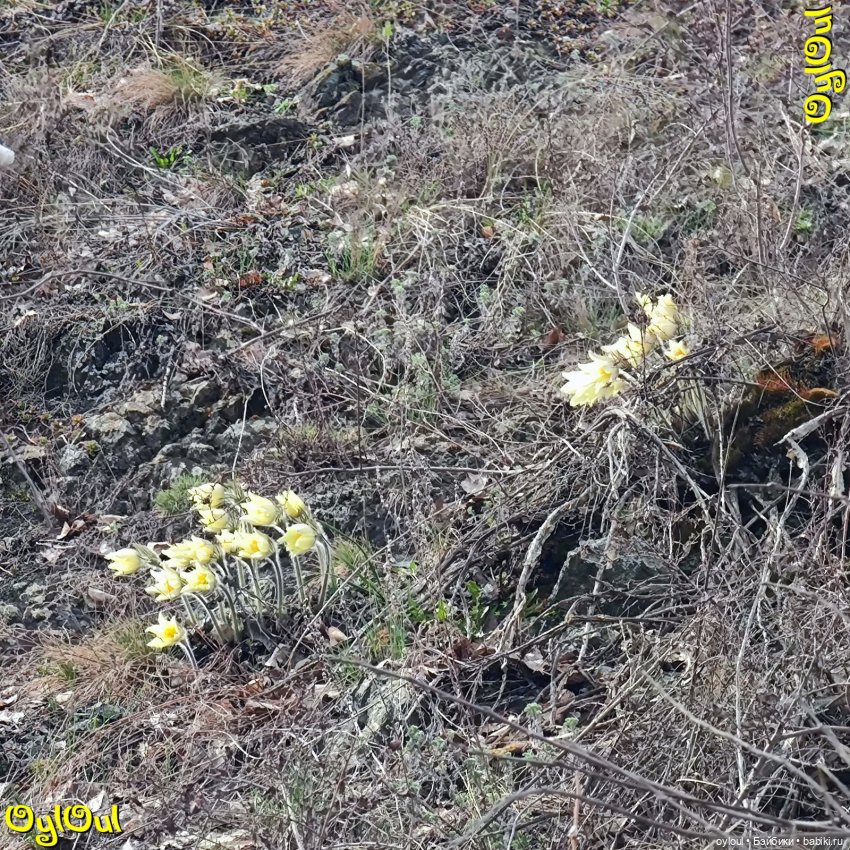 ⌠ 35 ⌡ Серо-бурая экспедиция