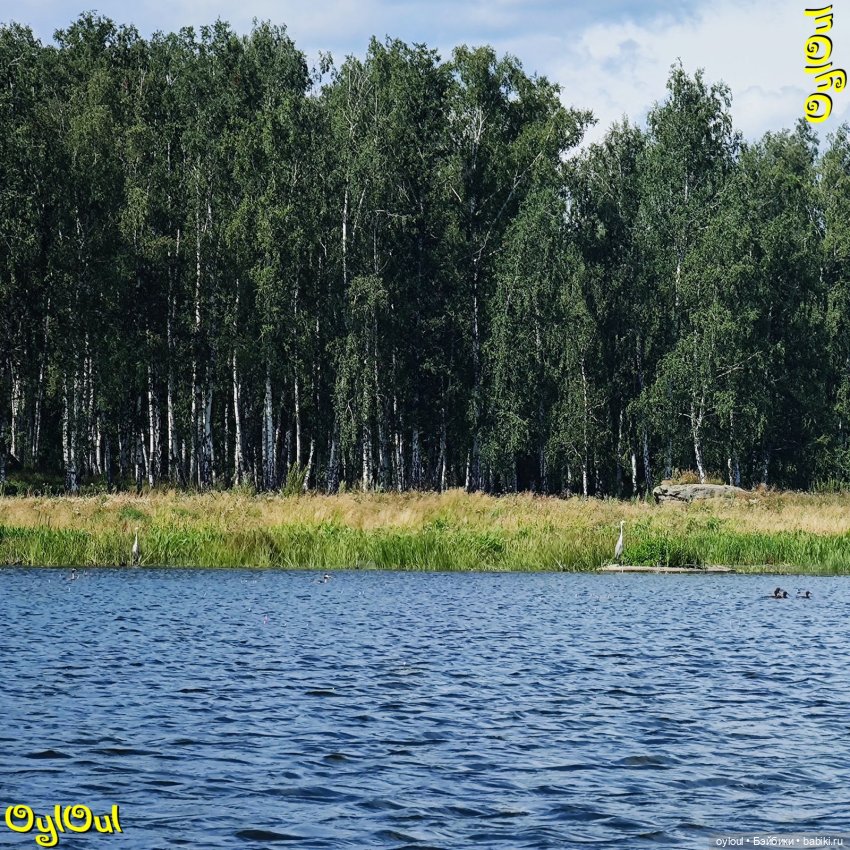 ⌠ 93 ⌡ Грибы водоплавающие (фото 2)