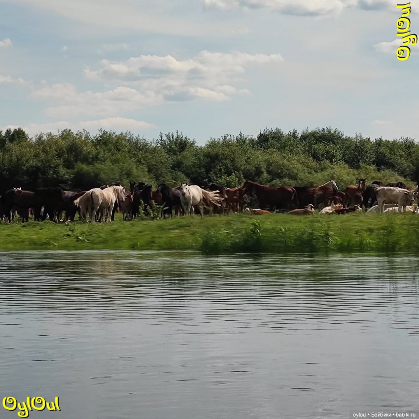 ⌠ 71 ⌡ Збинек и живность — Кукольные фотоистории и сериалы: комиксы