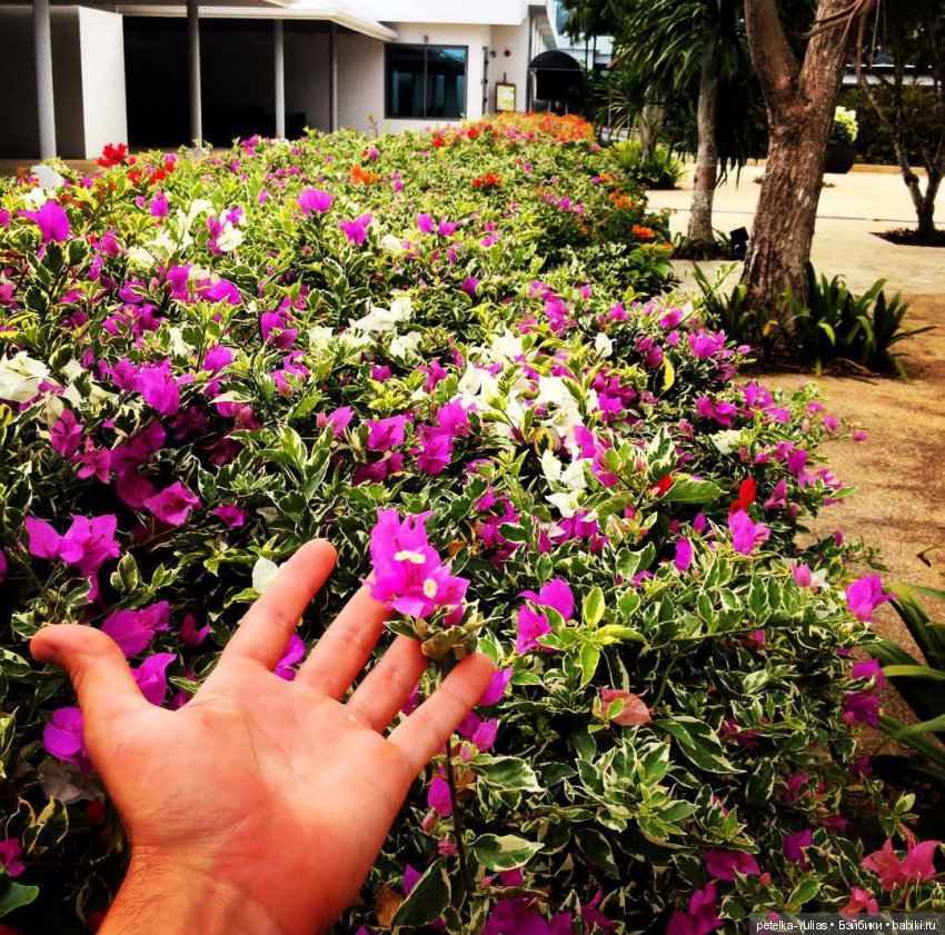 Ювелир | Бэйбики Ювелир — Болталка и разговоры обо всем: жизнь (фото 3)