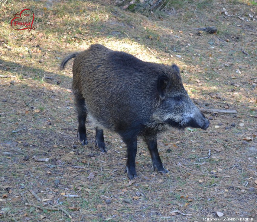 Как отдыхают маленькие пупсики, или Масянина осень (фото 10)