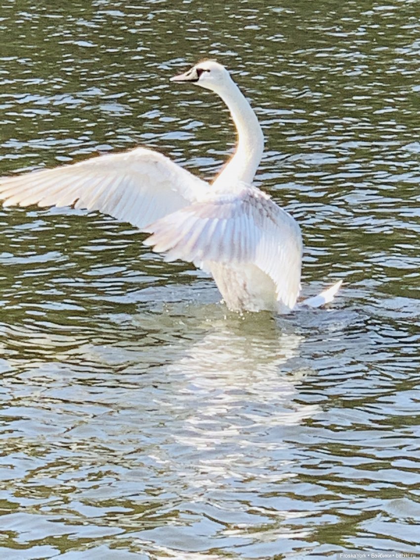 Купи ребёнку самокат-и со спокойной жизнью можно проститься. Первое лето Марка