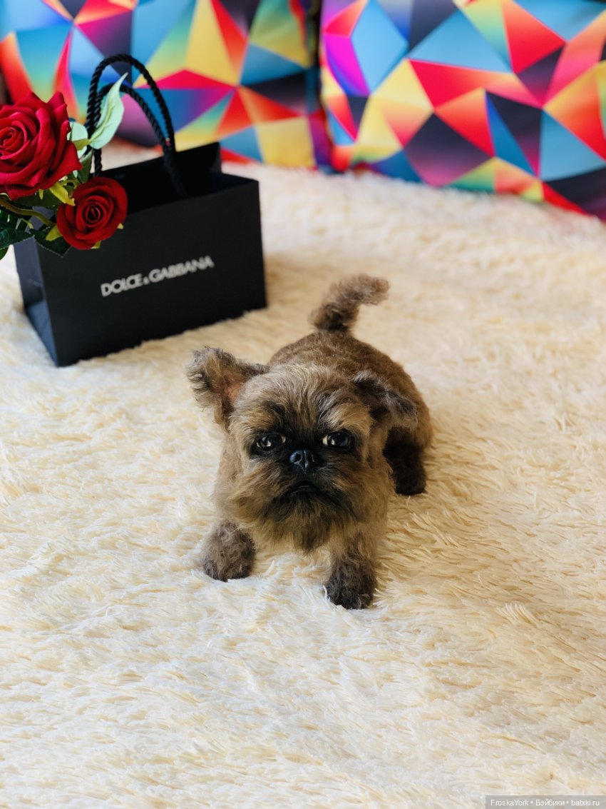 Лолочка💖🐶 — Домашние фото авторских игрушек: Тедди (фото 10)