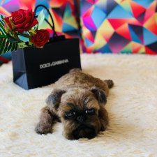 Лолочка💖🐶