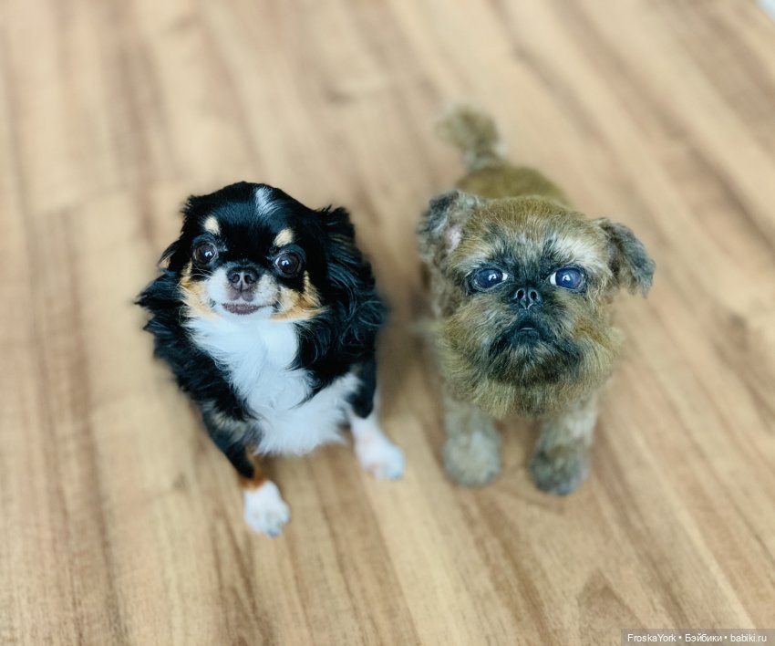 Прогулка перед сном🐶💖😻 — Домашние фото авторских игрушек: Тедди (фото 5)