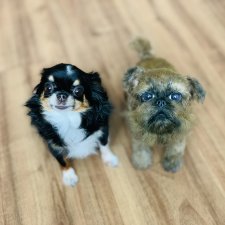 Прогулка перед сном🐶💖😻