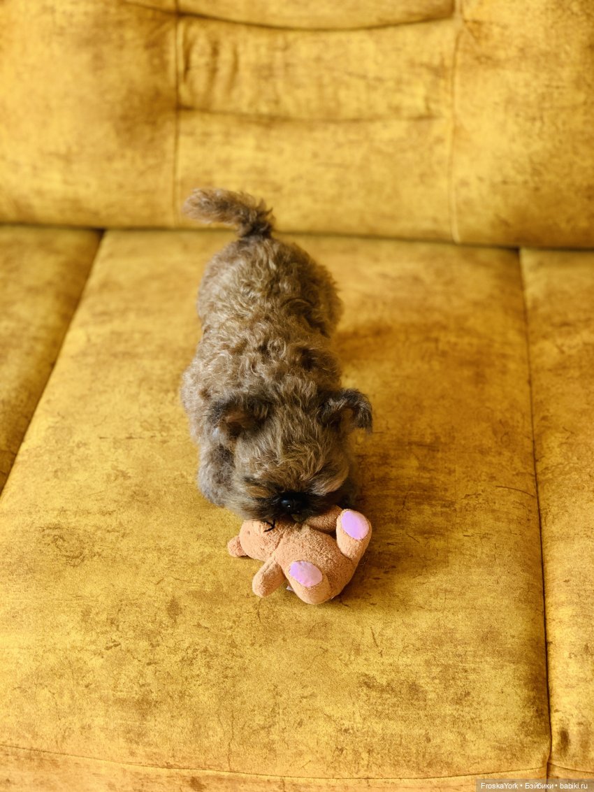 Моя диванная собачка😊💝 — Домашние фото авторских игрушек: Тедди (фото 3)