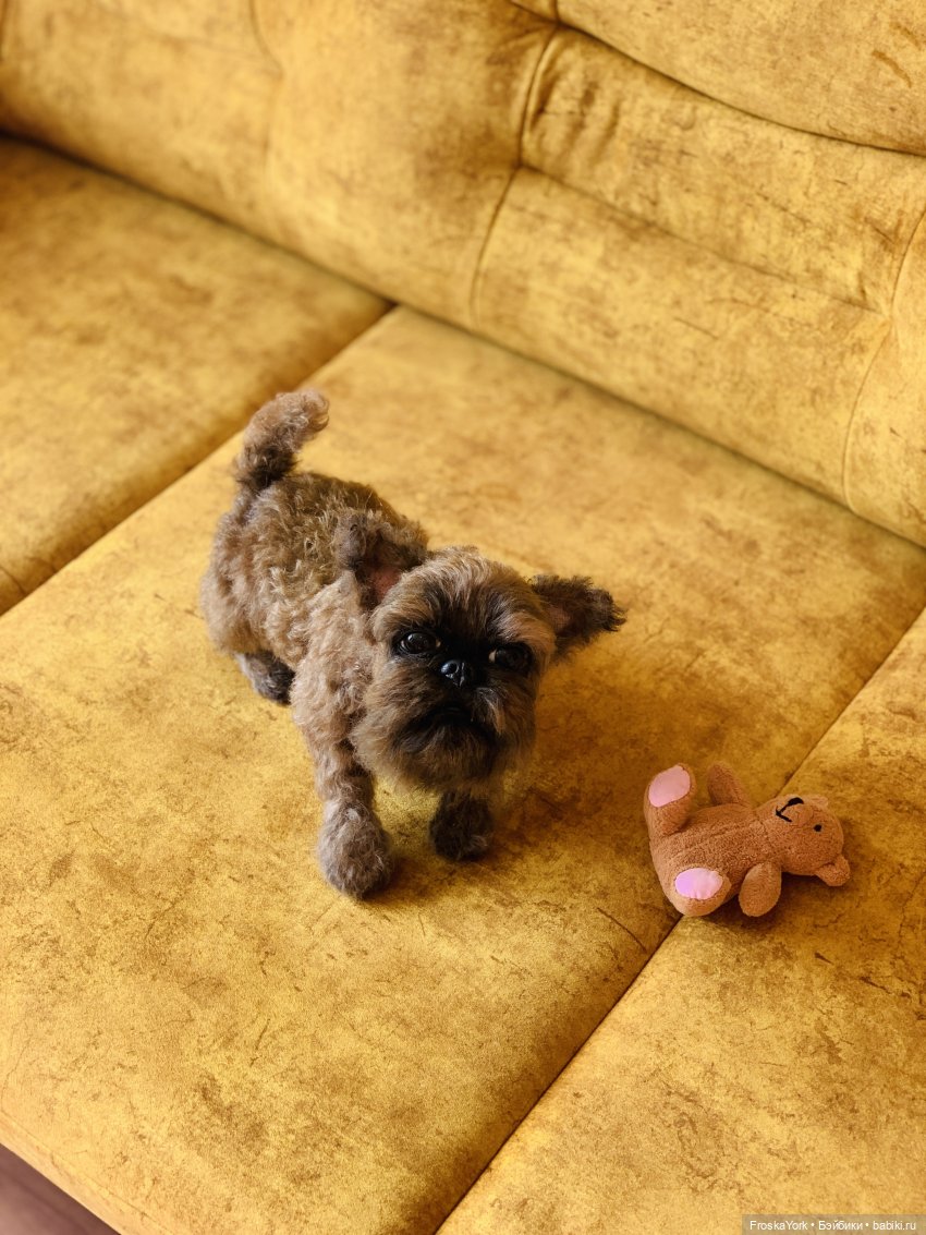 Моя диванная собачка😊💝 — Домашние фото авторских игрушек: Тедди (фото 5)