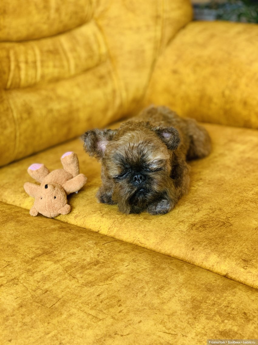 Моя диванная собачка😊💝 — Домашние фото авторских игрушек: Тедди (фото 8)