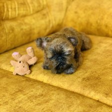 Моя диванная собачка😊💝