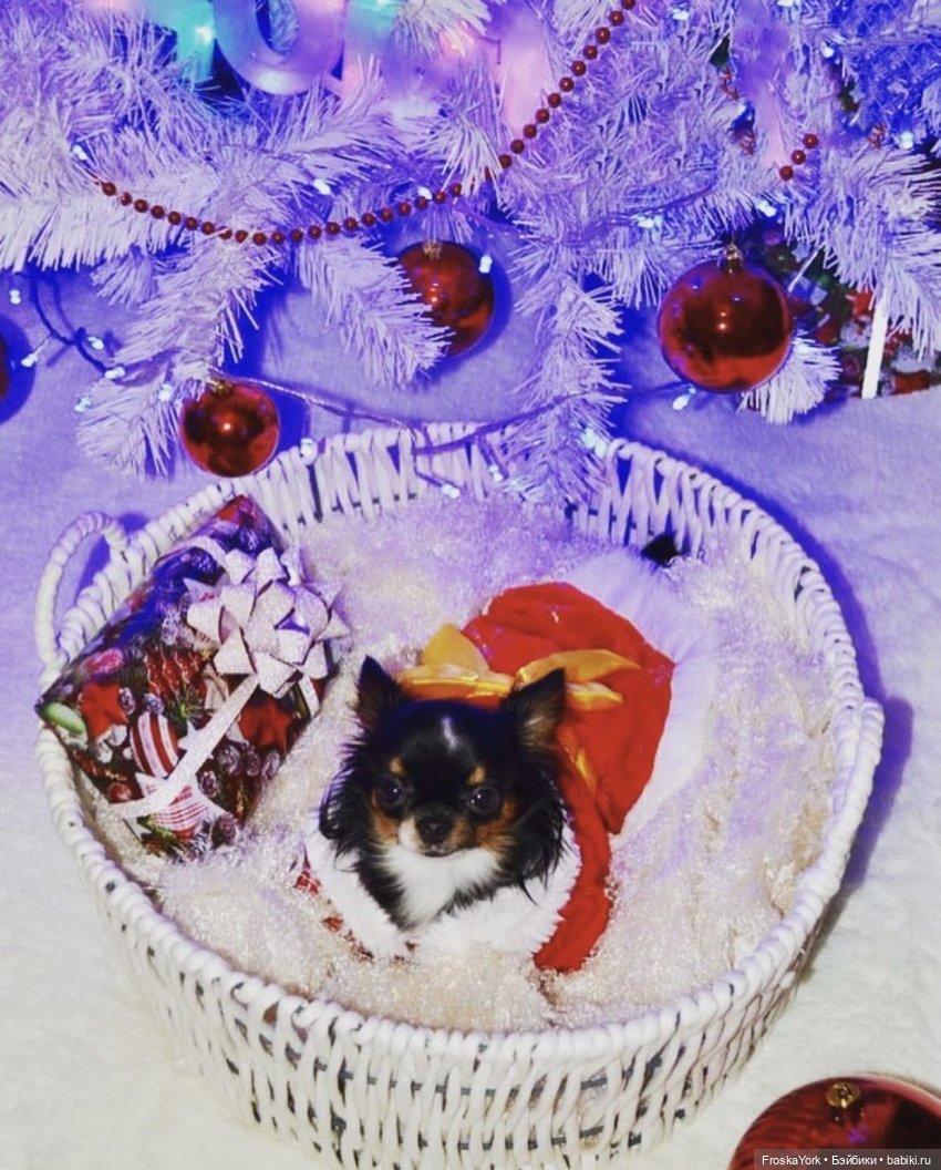 Как мы ёлки наряжали🎄🥰💃 Или С Наступающим Вас Новым 2023 Годом!🎄🥂🥰