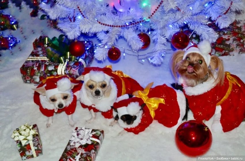 Как мы ёлки наряжали🎄🥰💃 Или С Наступающим Вас Новым 2023 Годом!🎄🥂🥰