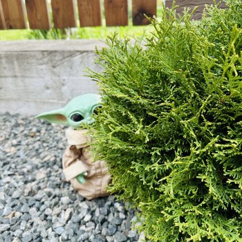 Как Беби-Йода братика нашел