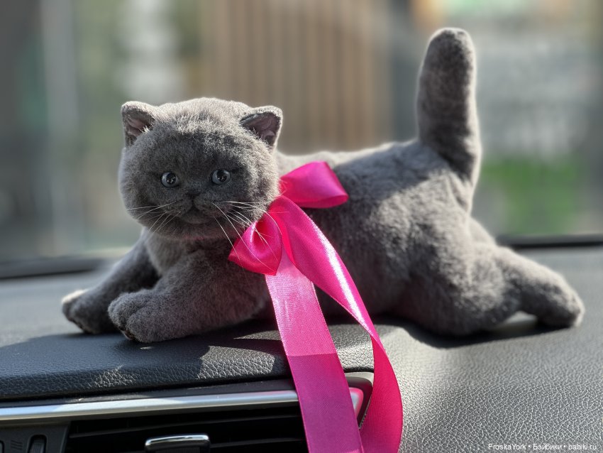 Весна и котики — Домашние фото авторских игрушек: Тедди (фото 5)